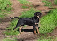 Rowdy, a male Catahoula Leopard Dog for sale in Livingston, TN – Photo 1 of 5