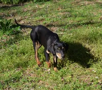 Rowdy, a male Catahoula Leopard Dog for sale in Livingston, TN – Photo 3 of 5