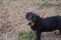 Rowdy, a male Catahoula Leopard Dog for sale in Livingston, TN – Photo 5 of 5