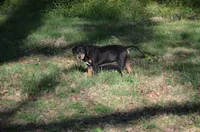 Rowdy, a male Catahoula Leopard Dog for sale in Livingston, TN – Photo 4 of 5