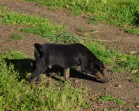 Rowdy, a male Catahoula Leopard Dog for sale in Livingston, TN – Photo 2 of 5