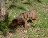 Flame, a female Catahoula Leopard Dog for sale in Livingston, TN – 5 of 9