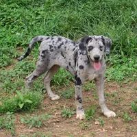 Malabu, a male Louisiana Catahoula Leopard Dog for sale in Livingston, TN – Photo 7 of 10