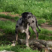 Malabu, a male Louisiana Catahoula Leopard Dog for sale in Livingston, TN – Photo 6 of 10