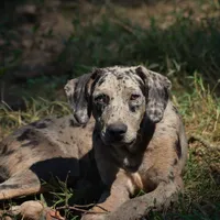 Malabu, a male Louisiana Catahoula Leopard Dog for sale in Livingston, TN – Photo 2 of 10