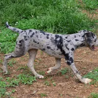 Malabu, a male Louisiana Catahoula Leopard Dog for sale in Livingston, TN – Photo 10 of 10