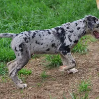 Malabu, a male Louisiana Catahoula Leopard Dog for sale in Livingston, TN – Photo 8 of 10
