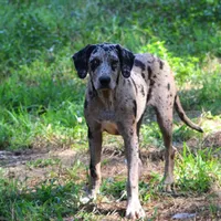 Malabu, a male Louisiana Catahoula Leopard Dog for sale in Livingston, TN – Photo 1 of 10