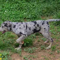 Malabu, a male Louisiana Catahoula Leopard Dog for sale in Livingston, TN – Photo 9 of 10