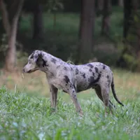 Malabu, a male Louisiana Catahoula Leopard Dog for sale in Livingston, TN – Photo 4 of 10