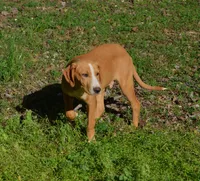 Sargent, a male Catahoula Leopard Dog for sale in Livingston, TN – Photo 1 of 4