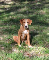 Sargent, a male Catahoula Leopard Dog for sale in Livingston, TN – Photo 3 of 4