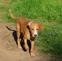 Sargent, a male Catahoula Leopard Dog for sale in Livingston, TN – Photo 2 of 4