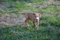 Sargent, a male Catahoula Leopard Dog for sale in Livingston, TN – Photo 4 of 4