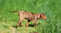 Flame, a female Catahoula Leopard Dog for sale in Livingston, TN – 2 of 9