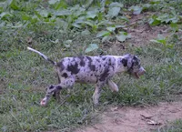 Jester, a male Catahoula Leopard Dog for sale in Livingston, TN – 3 of 7