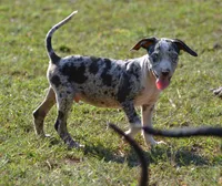 Jester, a male Catahoula Leopard Dog for sale in Livingston, TN – 2 of 7
