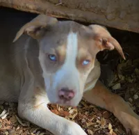 Perdiia, a female Catahoula Leopard Dog for sale in Livingston, TN – 5 of 8