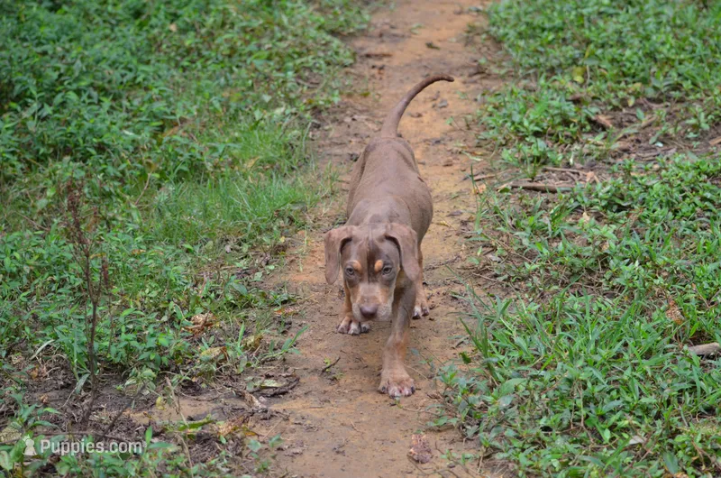 Boss Man – Catahoula Leopard Dog puppy for sale in Livingston, TN