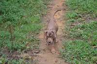 Boss Man, a male Catahoula Leopard Dog for sale in Livingston, TN – 1 of 7