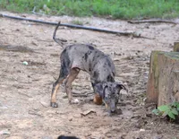 Cobalt, a male Catahoula Leopard Dog for sale in Livingston, TN – 10 of 10