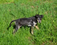 Peanut, a male Catahoula Leopard Dog for sale in Livingston, TN – 5 of 9