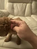 Havannah, a female Poodle - Toy  for sale in Reading, PA – 5 of 8