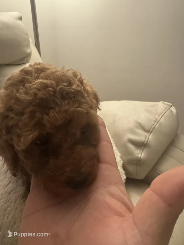Havannah – Poodle - Toy  puppy for sale in Reading, PA