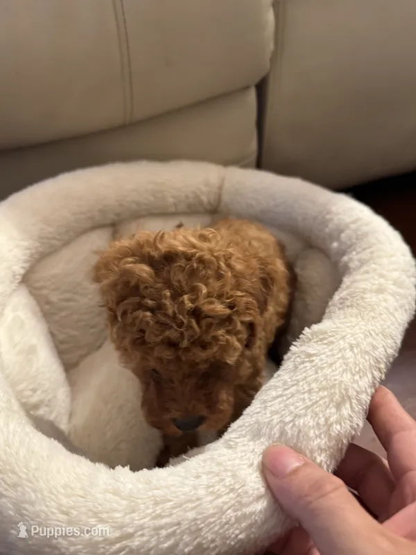 Max – Poodle - Toy  puppy for sale in Reading, PA