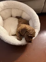 Flynn, a male Poodle - Toy  for sale in Reading, PA – 4 of 6