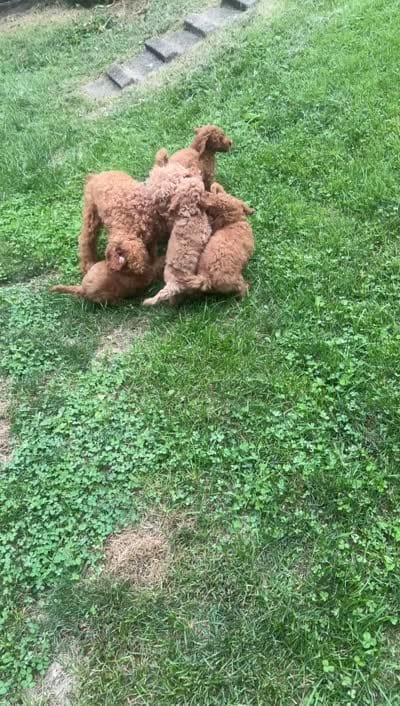 Flynn, a male Poodle - Toy  for sale in Reading, PA – 6 of 6