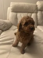 Havannah, a female Poodle - Toy  for sale in Reading, PA – 8 of 8