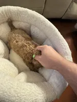 Milo, a male Poodle - Toy  for sale in Reading, PA – 8 of 10