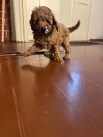 Milo, a male Poodle - Toy  for sale in Reading, PA – 6 of 10