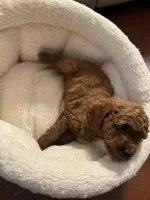 Flynn, a male Poodle - Toy  for sale in Reading, PA – 2 of 6