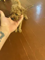 Milo, a male Poodle - Toy  for sale in Reading, PA – 7 of 10