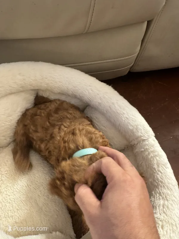 Teddy – Poodle - Toy  puppy for sale in Reading, PA