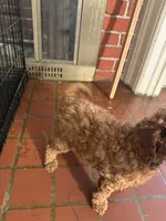 Max, a male Poodle - Toy  for sale in Reading, PA – 6 of 6