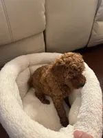 Max, a male Poodle - Toy  for sale in Reading, PA – 5 of 6
