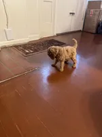 Milo, a male Poodle - Toy  for sale in Reading, PA – 3 of 10