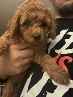 Havannah, a female Poodle - Toy  for sale in Reading, PA – 2 of 8