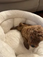 Flynn, a male Poodle - Toy  for sale in Reading, PA – 3 of 6