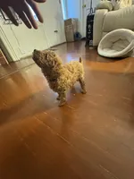 Max, a male Poodle - Toy  for sale in Reading, PA – 4 of 6
