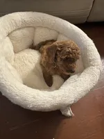 Flynn, a male Poodle - Toy  for sale in Reading, PA – 1 of 6