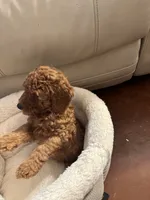 Teddy, a male Poodle - Toy  for sale in Reading, PA – 7 of 7