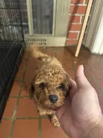 Max, a male Poodle - Toy  for sale in Reading, PA – 3 of 6