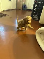 Milo, a male Poodle - Toy  for sale in Reading, PA – 5 of 10