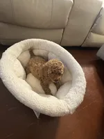 Milo, a male Poodle - Toy  for sale in Reading, PA – 4 of 10