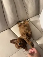 Flynn, a male Poodle - Toy  for sale in Reading, PA – 5 of 6