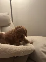 Havannah, a female Poodle - Toy  for sale in Reading, PA – 6 of 8